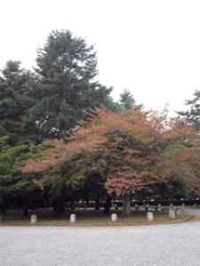 Imperial Palace trees